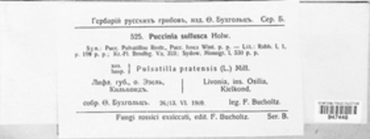 Tranzschelia pulsatillae image